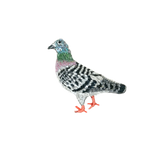 Homing Pigeon Brooch | Trovelore