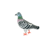 Homing Pigeon Brooch | Trovelore