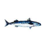 King Mackerel Brooch | Trovelore