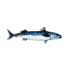 King Mackerel Brooch | Trovelore