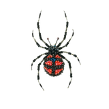 Redback Spider Brooch | Trovelore