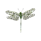 Southern Hawker Dragonfly Brooch | Trovelore