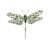 Southern Hawker Dragonfly Brooch | Trovelore