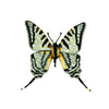 Scarce Swallowtail Brooch | Trovelore