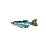 Zebra Fish Brooch | Trovelore